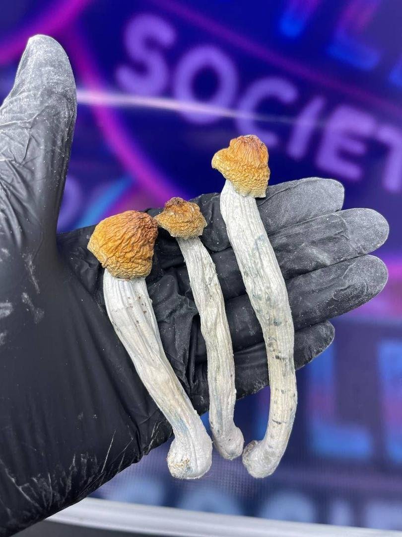 Koop paddenstoelen online in Amsterdam - Afbeelding 2