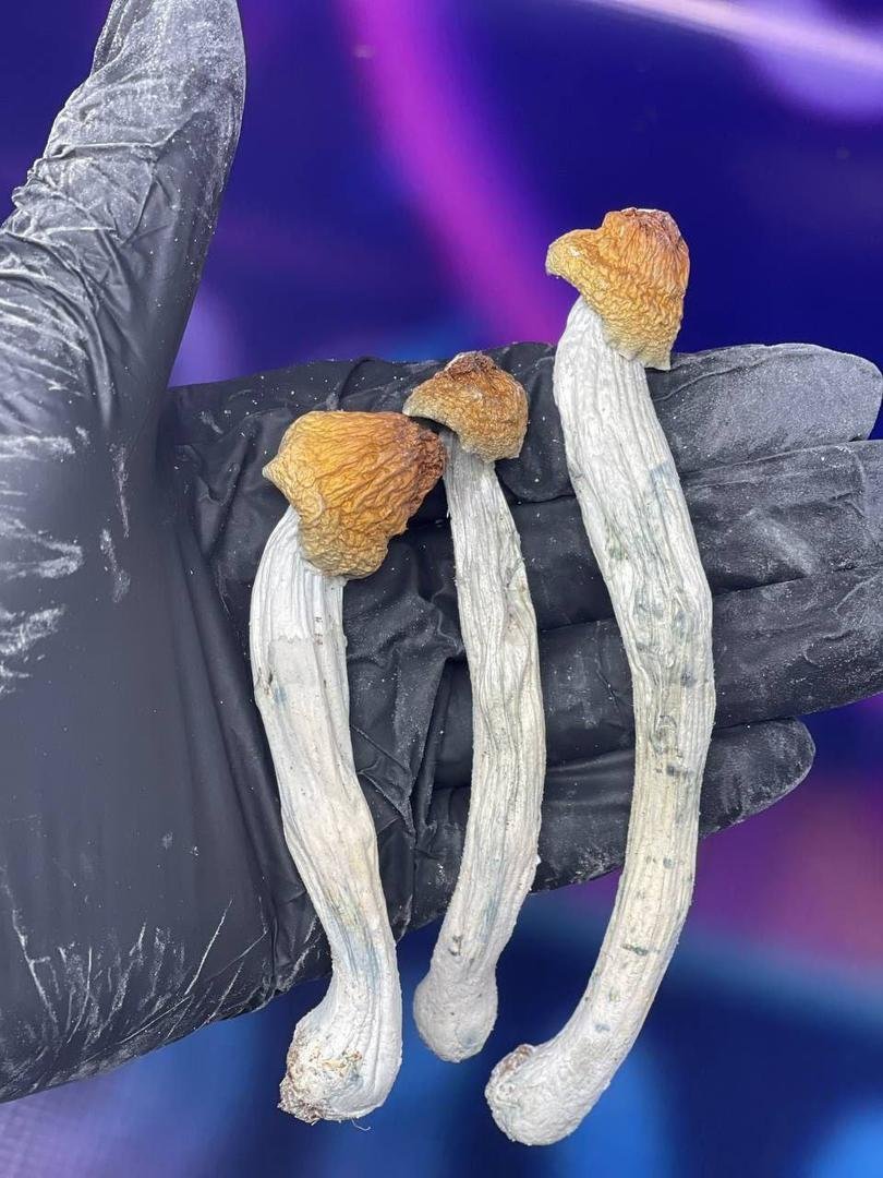 Koop paddenstoelen online in Amsterdam - Afbeelding 4