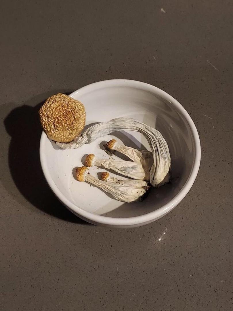 Koop paddenstoelen online in Amsterdam - Afbeelding 5