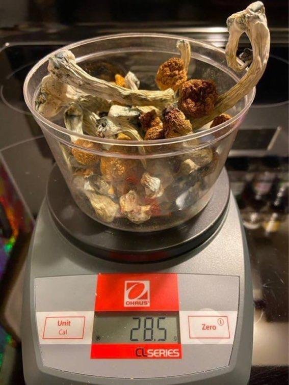 Koop paddenstoelen online in Amsterdam - Afbeelding 6