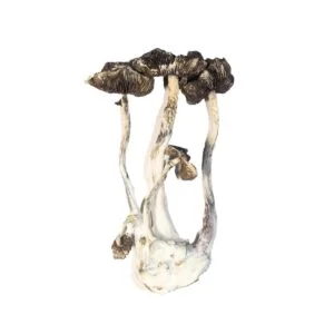 Albino A+ Paddenstoel