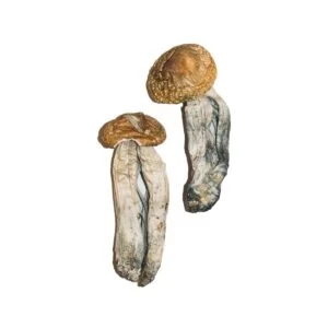 Mexicaanse magische paddenstoel