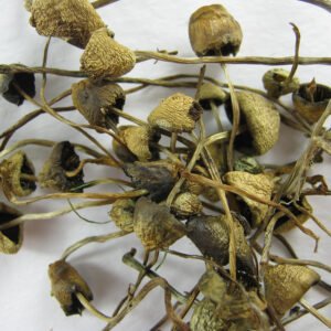 KOOP LIBERTY CAPS ONLINE
