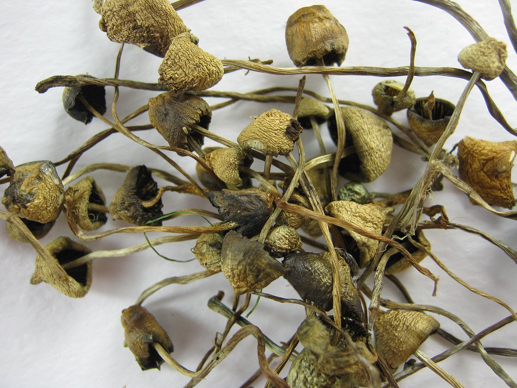 KOOP LIBERTY CAPS ONLINE