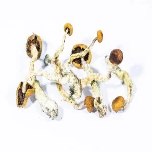 Cambodjaanse paddenstoelen