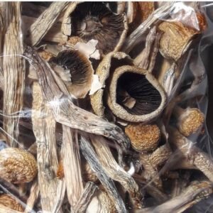 De Penis Envy Paddestoelen | Paddenstoelen