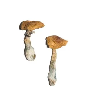 Penis Envy Paddestoelen
