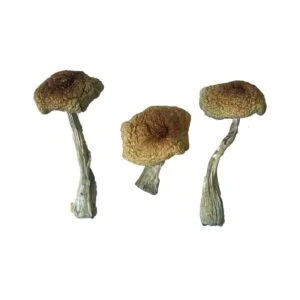 Psilocybe Aztecorum Magische Paddenstoel