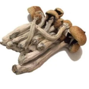 Psilocybe Mexicana-paddenstoel