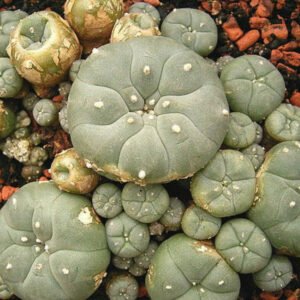 Mescaline Cactussen te koop